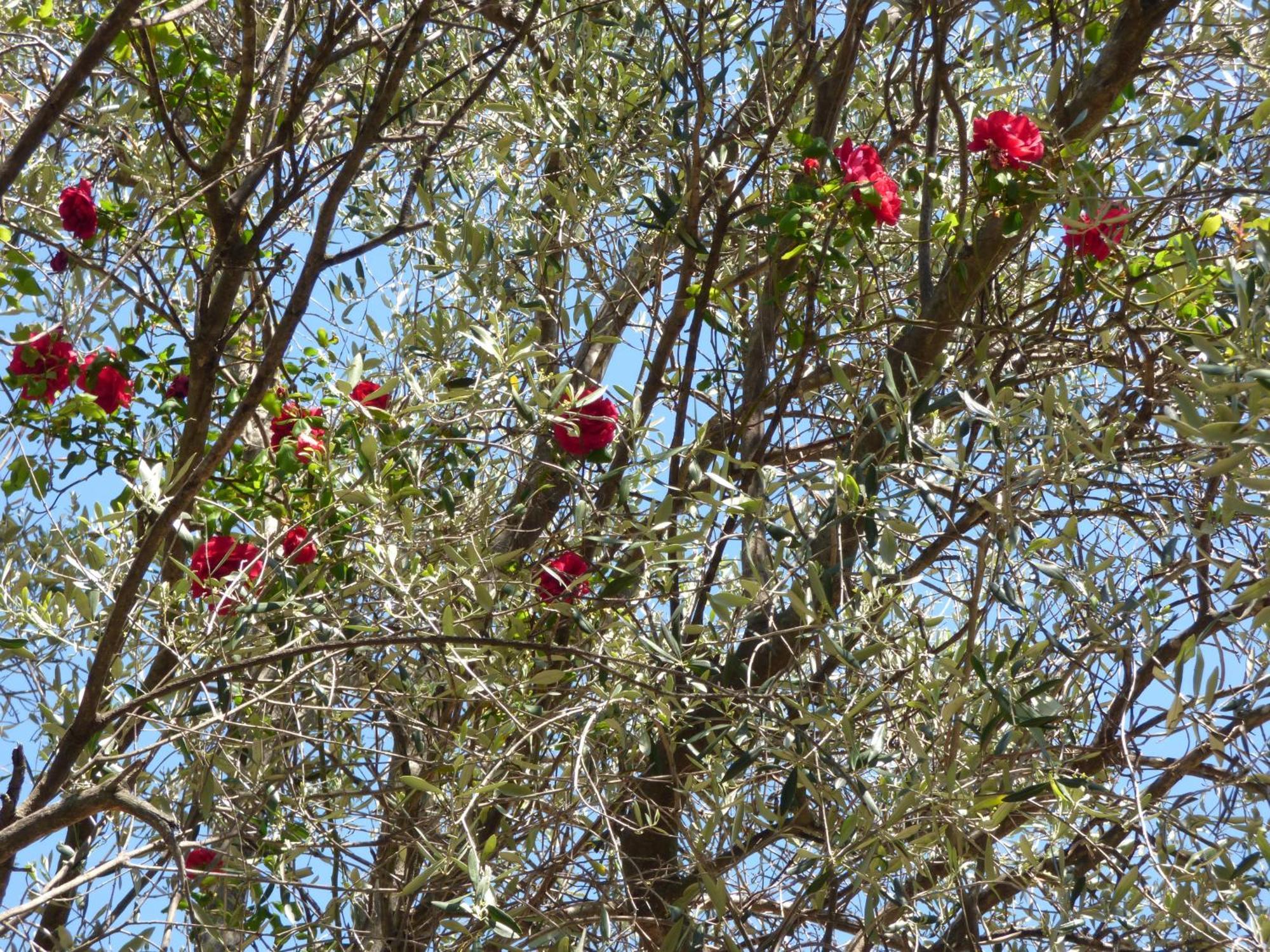 Apartment Cezanne With Heated Pool And Private Garden Chateauneuf-Grasse 外观 照片