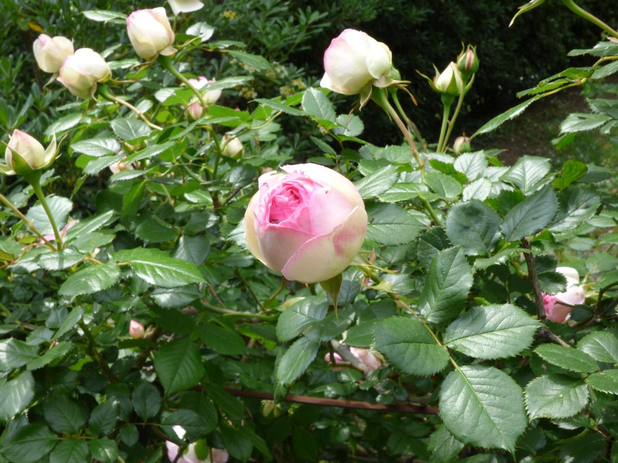 Apartment Cezanne With Heated Pool And Private Garden Chateauneuf-Grasse 外观 照片